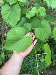 Vitis cinerea baileyana