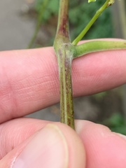 Vitis cinerea baileyana