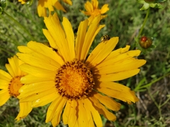 Coreopsis grandiflora