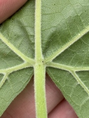 Vitis cinerea baileyana