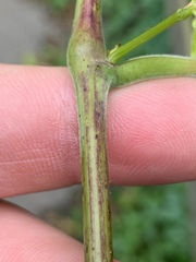 Vitis cinerea baileyana