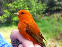 Loxops coccineus