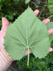 Vitis cinerea baileyana