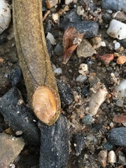 Testacella haliotidea