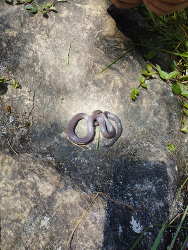 Highland Earth Snake