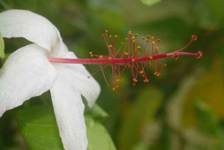 Hibiscus waimeae ssp. hannerae