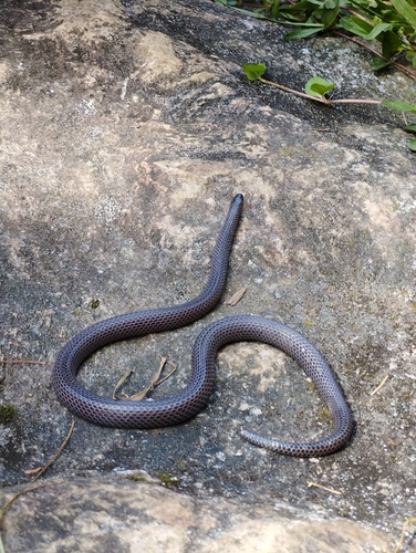 Highland Earth Snake