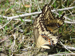 Papilio ornythion ornythion