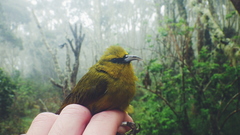 Chlorodrepanis virens