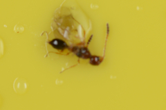 Diapriinae