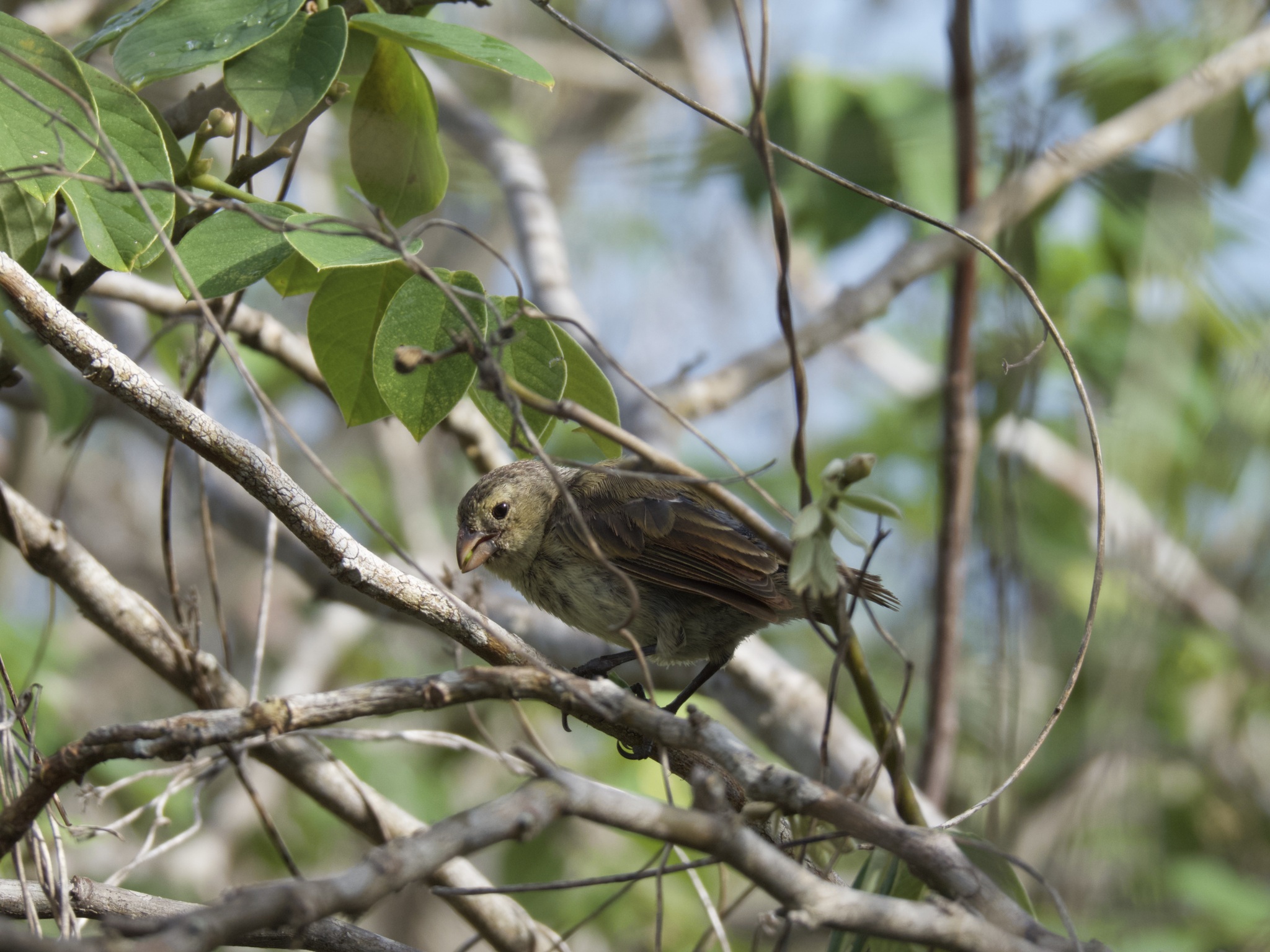 géospize minuscule, pinzón de darwin chico, small tree finch, small tree-finch, tentilhão-das-árvores-de-bico-pequeno