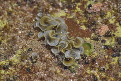 Padina mexicana