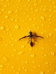 Salpingogaster nigra