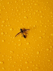 Salpingogaster nigra