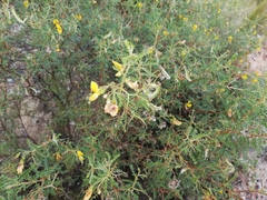 Adesmia miraflorensis