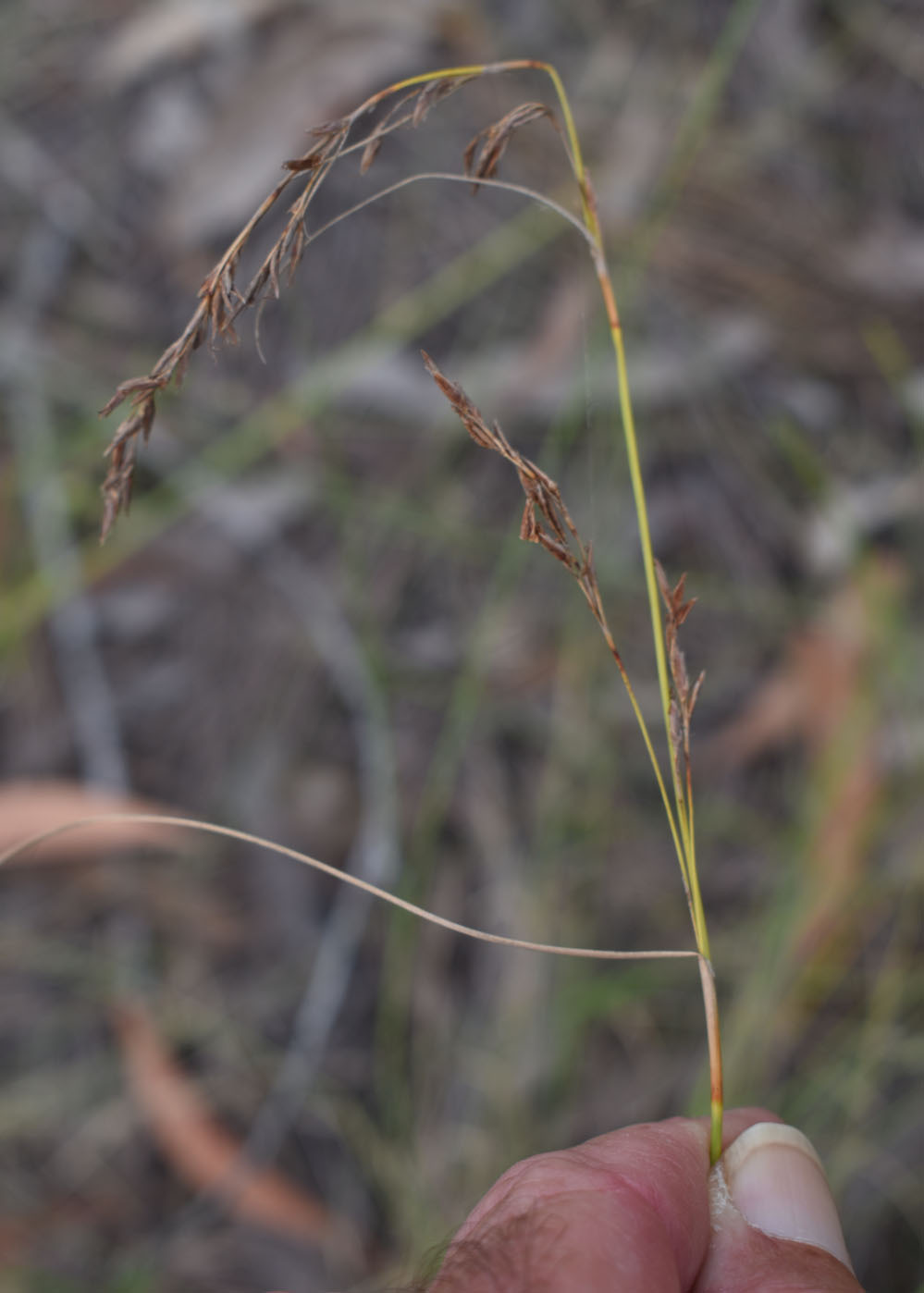 Schoenus punctatus