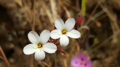 Leptosiphon parviflorus