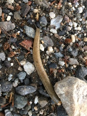 Testacella haliotidea