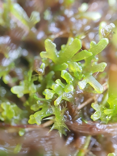 Image of Riccardia chamedryfolia by no rights reserved