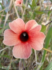 Thunbergia alata image