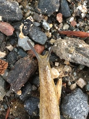 Testacella haliotidea