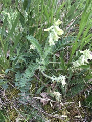 Astragalus tennesseensis
