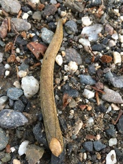 Testacella haliotidea