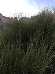 Ephedra americana