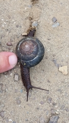 Monadenia subcarinata