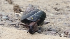 Monadenia subcarinata