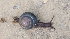 Monadenia subcarinata
