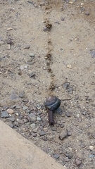 Monadenia subcarinata