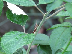 Xenocatantops brachycerus