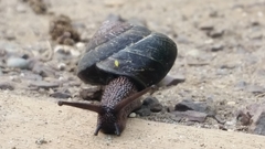 Monadenia subcarinata