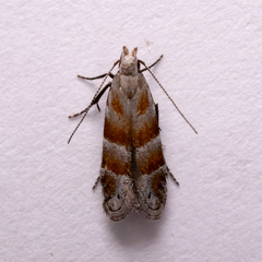 Battaristis vittella