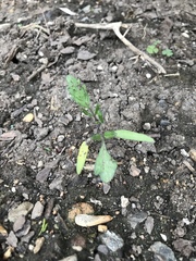 Solanum lycopersicum