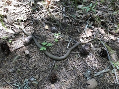 Coluber constrictor