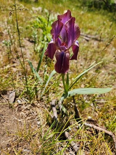 Iris stolonifera, photograph 4