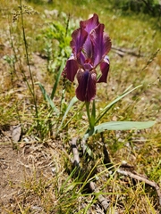 Iris stolonifera, photograph author not stated, no rights reserved