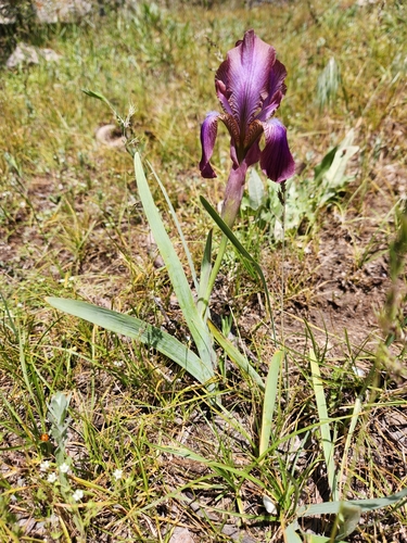 Iris stolonifera, photograph 5
