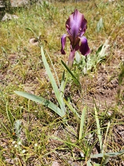 Iris stolonifera, photograph author not stated, no rights reserved