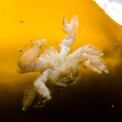 Hapalogaster cavicauda