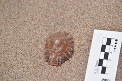 Crucibulum scutellatum
