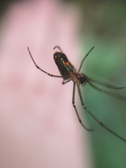 Leucauge argyrobapta
