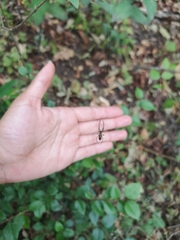 Leucauge argyrobapta