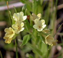 Lithospermum canescens