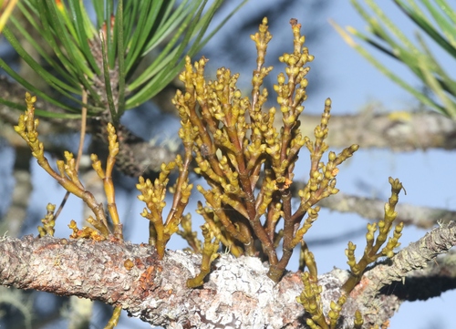 coastal dwarf mistletoe (Arceuthobium littorum)