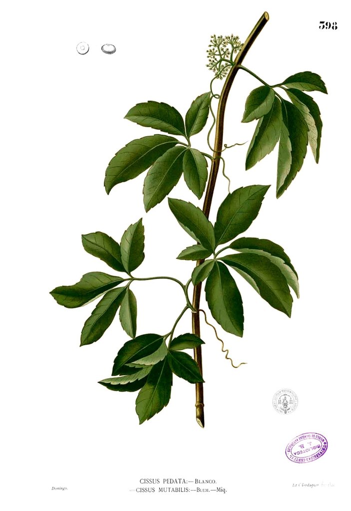 Cayratia pedata (Cayratia pedata)