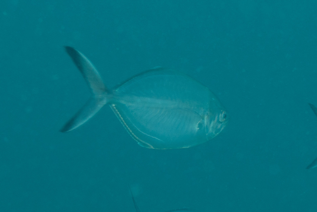 Herring scad (Alepes vari) — Carangidae