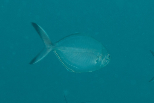 Herring scad (Alepes vari) — Carangidae